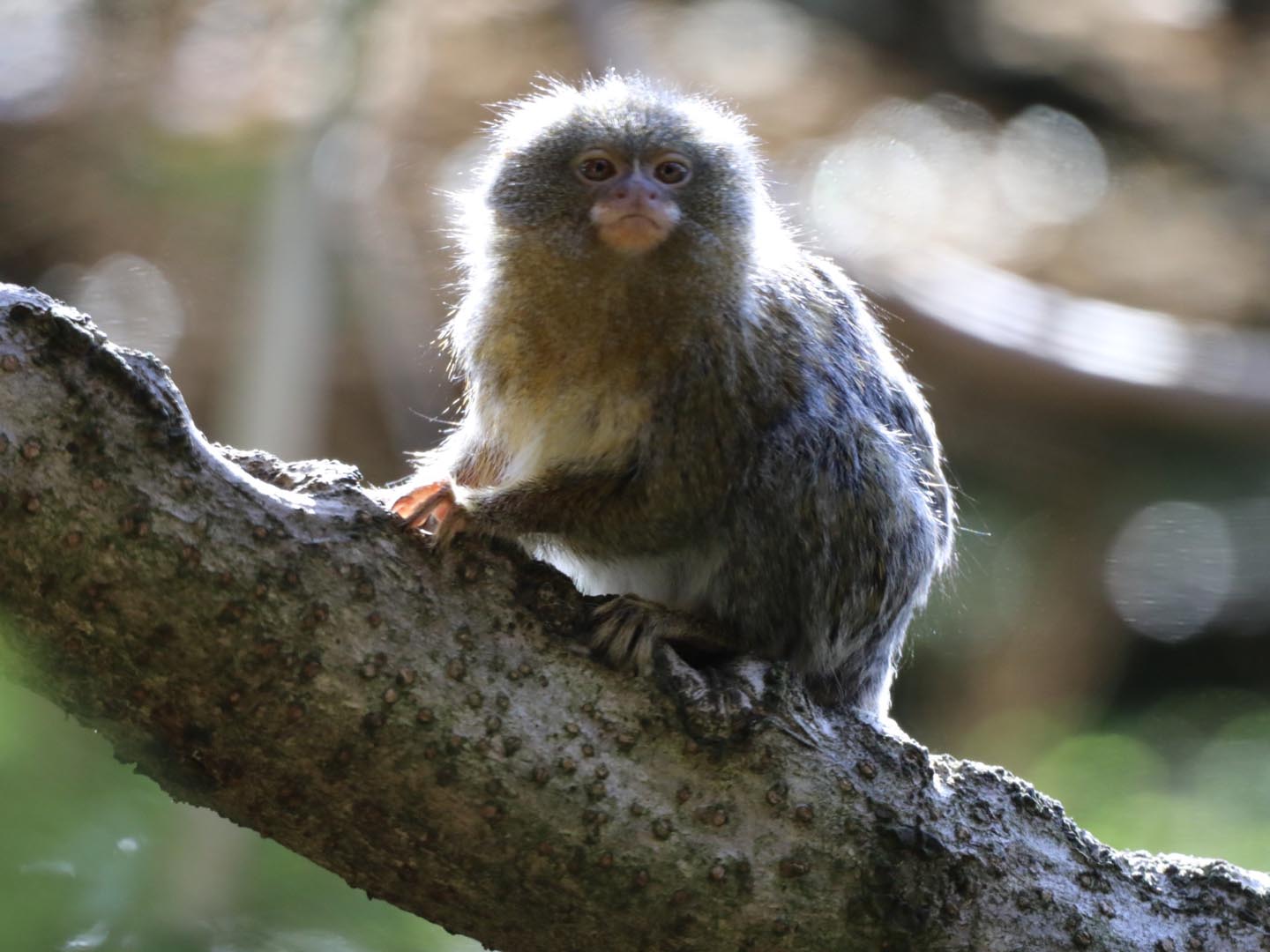 Eastern pygmy marmoset sitting on a branch in the sun Image: Amy Middleton 2023